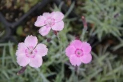 Ländlicher Zauber (Der Charme Alter Bauerngärten) -Günstiges Pflanzen Land Geschäft 2001007 Laendlicher 20Zauber Der 20Charme 20alter 20Bauerngaerten 13