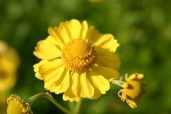 Ländlicher Zauber (Der Charme Alter Bauerngärten) -Günstiges Pflanzen Land Geschäft 2001007 Laendlicher 20Zauber Der 20Charme 20alter 20Bauerngaerten 19