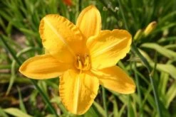 Ländlicher Zauber (Der Charme Alter Bauerngärten) -Günstiges Pflanzen Land Geschäft 2001007 Laendlicher 20Zauber Der 20Charme 20alter 20Bauerngaerten 20