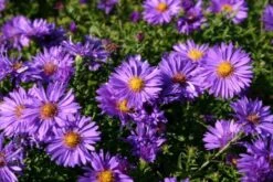 Ländlicher Zauber (Der Charme Alter Bauerngärten) -Günstiges Pflanzen Land Geschäft 2001007 Laendlicher 20Zauber Der 20Charme 20alter 20Bauerngaerten 5