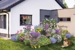 Dauerblüher (Perfektion In Form Und Farbe)