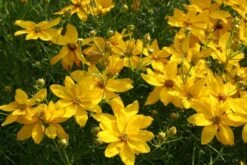 Dauerblüher (Perfektion In Form Und Farbe) -Günstiges Pflanzen Land Geschäft 2001009 Dauerblueher Perfektion 20in 20Form 20und 20Farbe 10