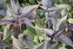 Dauerblüher (Perfektion In Form Und Farbe) -Günstiges Pflanzen Land Geschäft 2001009 Dauerblueher Perfektion 20in 20Form 20und 20Farbe 11