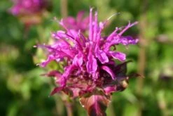 Dauerblüher (Perfektion In Form Und Farbe) -Günstiges Pflanzen Land Geschäft 2001009 Dauerblueher Perfektion 20in 20Form 20und 20Farbe 15