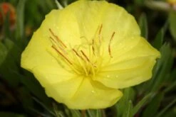 Dauerblüher (Perfektion In Form Und Farbe) -Günstiges Pflanzen Land Geschäft 2001009 Dauerblueher Perfektion 20in 20Form 20und 20Farbe 17