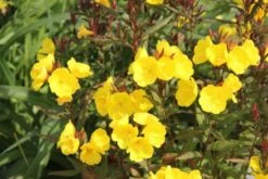 Dauerblüher (Perfektion In Form Und Farbe) -Günstiges Pflanzen Land Geschäft 2001009 Dauerblueher Perfektion 20in 20Form 20und 20Farbe 18