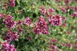 Dauerblüher (Perfektion In Form Und Farbe) -Günstiges Pflanzen Land Geschäft 2001009 Dauerblueher Perfektion 20in 20Form 20und 20Farbe 19