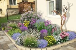 Dauerblüher (Perfektion In Form Und Farbe) -Günstiges Pflanzen Land Geschäft 2001009 Dauerblueher Perfektion 20in 20Form 20und 20Farbe 3