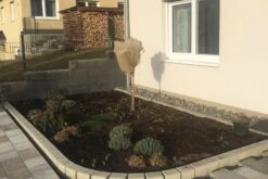 Dauerblüher (Perfektion In Form Und Farbe) -Günstiges Pflanzen Land Geschäft 2001009 Dauerblueher Perfektion 20in 20Form 20und 20Farbe 4