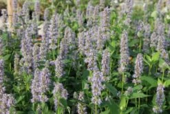 Dauerblüher (Perfektion In Form Und Farbe) -Günstiges Pflanzen Land Geschäft 2001009 Dauerblueher Perfektion 20in 20Form 20und 20Farbe 5