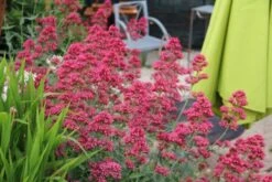 Dauerblüher (Perfektion In Form Und Farbe) -Günstiges Pflanzen Land Geschäft 2001009 Dauerblueher Perfektion 20in 20Form 20und 20Farbe 9