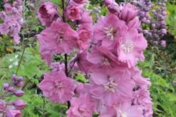 Pastellbeet (Ein Beet Zum Hineinkuscheln) -Günstiges Pflanzen Land Geschäft 2001010 Pastellbeet Ein 20Beet 20zum 20Hineinkuscheln 12