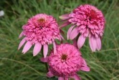 Pastellbeet (Ein Beet Zum Hineinkuscheln) -Günstiges Pflanzen Land Geschäft 2001010 Pastellbeet Ein 20Beet 20zum 20Hineinkuscheln 13