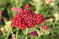 Pastellbeet (Ein Beet Zum Hineinkuscheln) -Günstiges Pflanzen Land Geschäft 2001010 Pastellbeet Ein 20Beet 20zum 20Hineinkuscheln 3