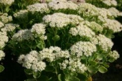 Blaue Welle (Das Klassisch-elegante Beet In Blau Und Weiß) -Günstiges Pflanzen Land Geschäft 2001011 Blaue 20Welle Das 20klassisch elegante 20Beet 20in 20Blau 20und 20Weiss 14