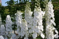 Blaue Welle (Das Klassisch-elegante Beet In Blau Und Weiß) -Günstiges Pflanzen Land Geschäft 2001011 Blaue 20Welle Das 20klassisch elegante 20Beet 20in 20Blau 20und 20Weiss 6