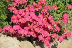 Sonniges Willkommen (Idee Für Den Vorgarten) -Günstiges Pflanzen Land Geschäft 2001049 Sonniges 20Willkommen Idee 20fuer 20den 20Vorgarten 10