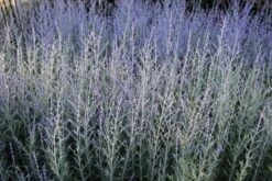 Sonniges Willkommen (Idee Für Den Vorgarten) -Günstiges Pflanzen Land Geschäft 2001049 Sonniges 20Willkommen Idee 20fuer 20den 20Vorgarten 14