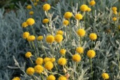 Sonniges Willkommen (Idee Für Den Vorgarten) -Günstiges Pflanzen Land Geschäft 2001049 Sonniges 20Willkommen Idee 20fuer 20den 20Vorgarten 15