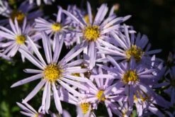 Sonniges Willkommen (Idee Für Den Vorgarten) -Günstiges Pflanzen Land Geschäft 2001049 Sonniges 20Willkommen Idee 20fuer 20den 20Vorgarten 3