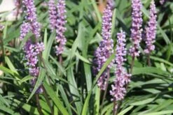 Edler Empfang (Idee Für Den Vorgarten) 25 Edler Empfang (Idee Für Den Vorgarten) -Günstiges Pflanzen Land Geschäft 2001050 Edler 20Empfang Idee 20fuer 20den 20Vorgarten 11