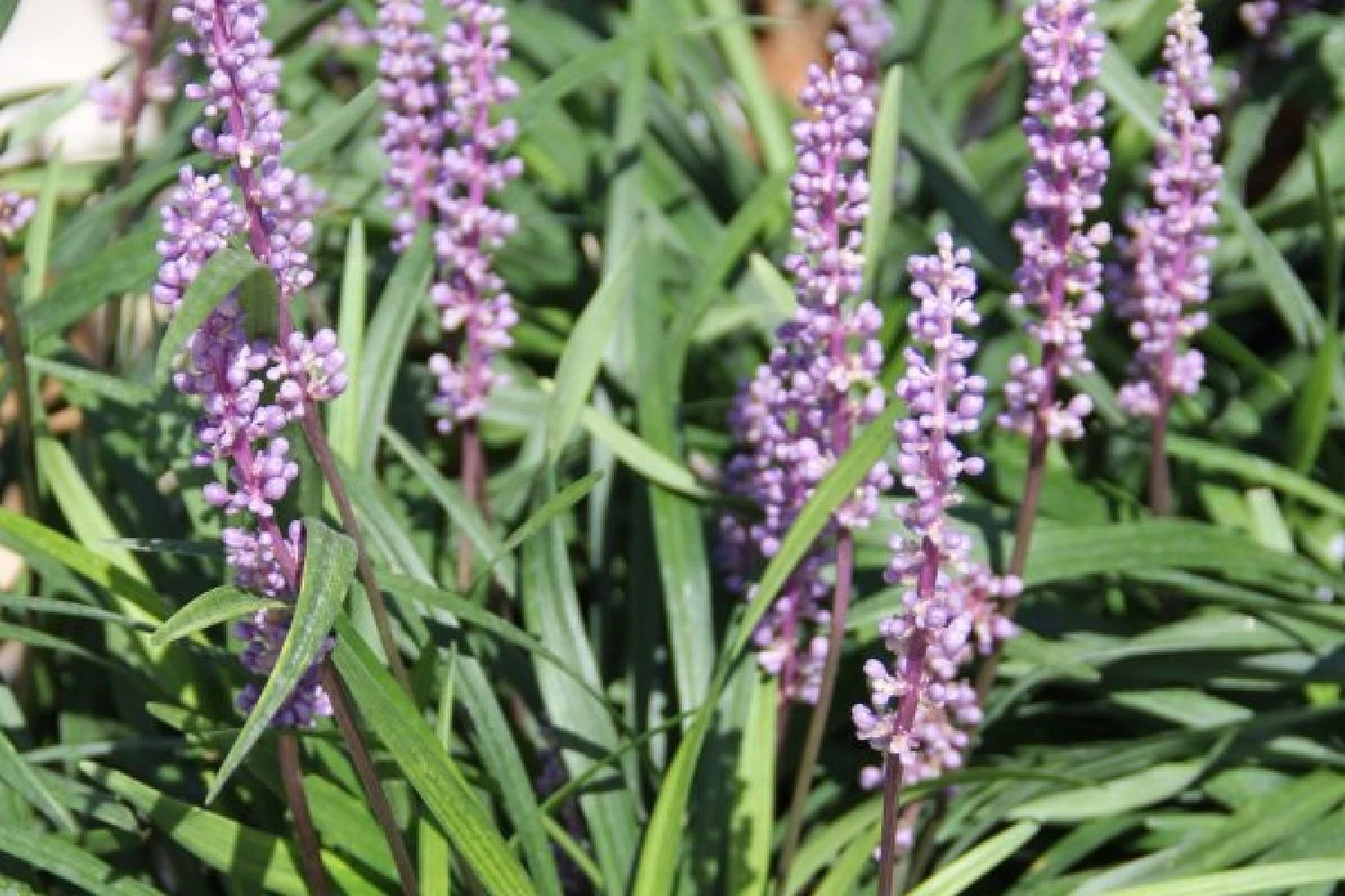 Edler Empfang (Idee Für Den Vorgarten) 13 Edler Empfang (Idee Für Den Vorgarten) – Bild 11