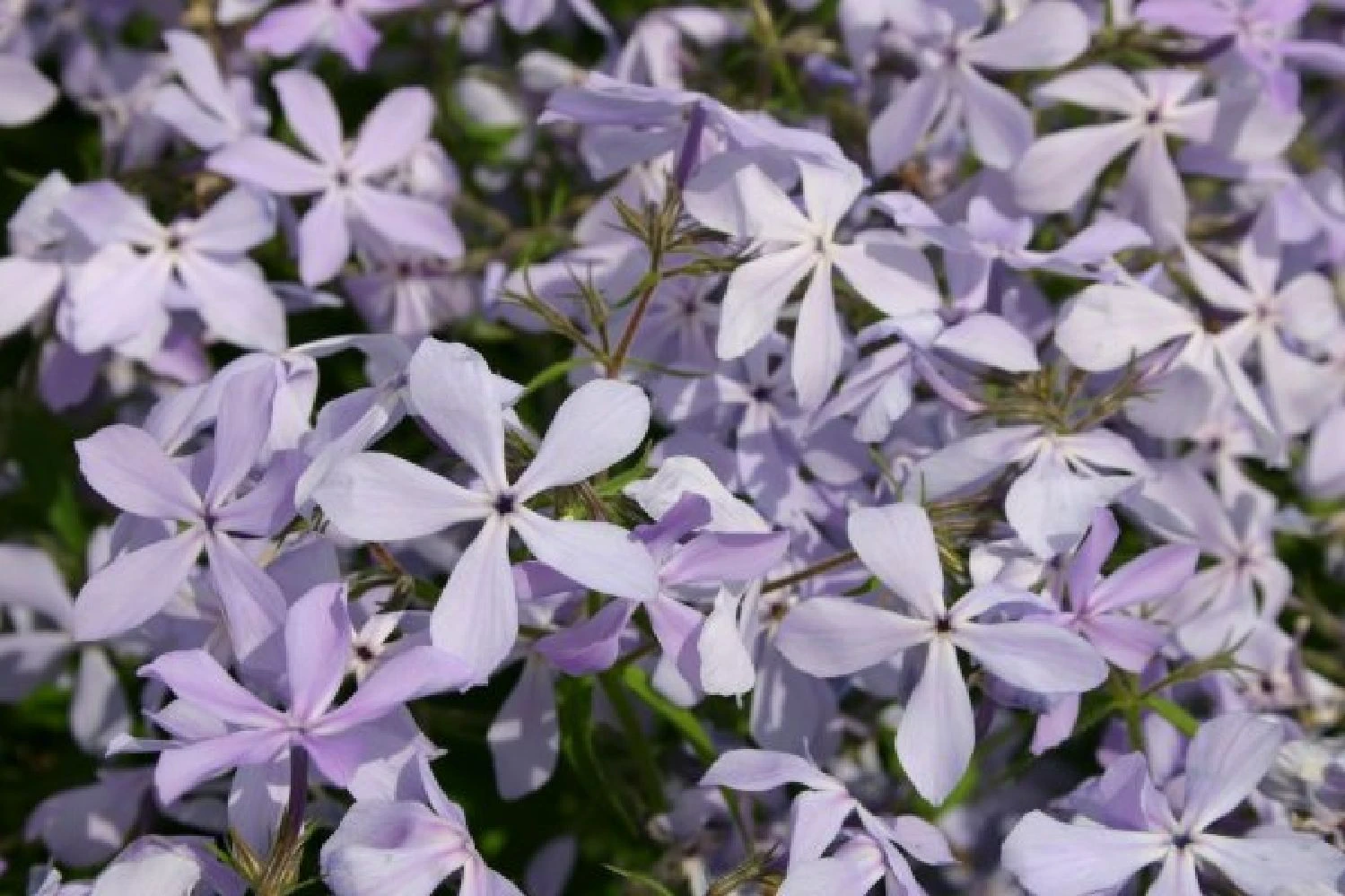 Edler Empfang (Idee Für Den Vorgarten) 14 Edler Empfang (Idee Für Den Vorgarten) – Bild 12