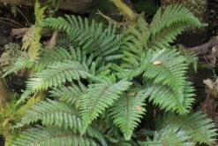 Edler Empfang (Idee Für Den Vorgarten) 27 Edler Empfang (Idee Für Den Vorgarten) -Günstiges Pflanzen Land Geschäft 2001050 Edler 20Empfang Idee 20fuer 20den 20Vorgarten 13