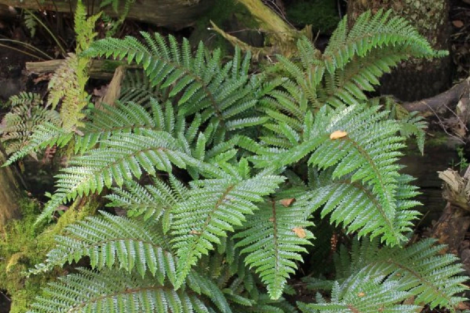 Edler Empfang (Idee Für Den Vorgarten) 15 Edler Empfang (Idee Für Den Vorgarten) – Bild 13