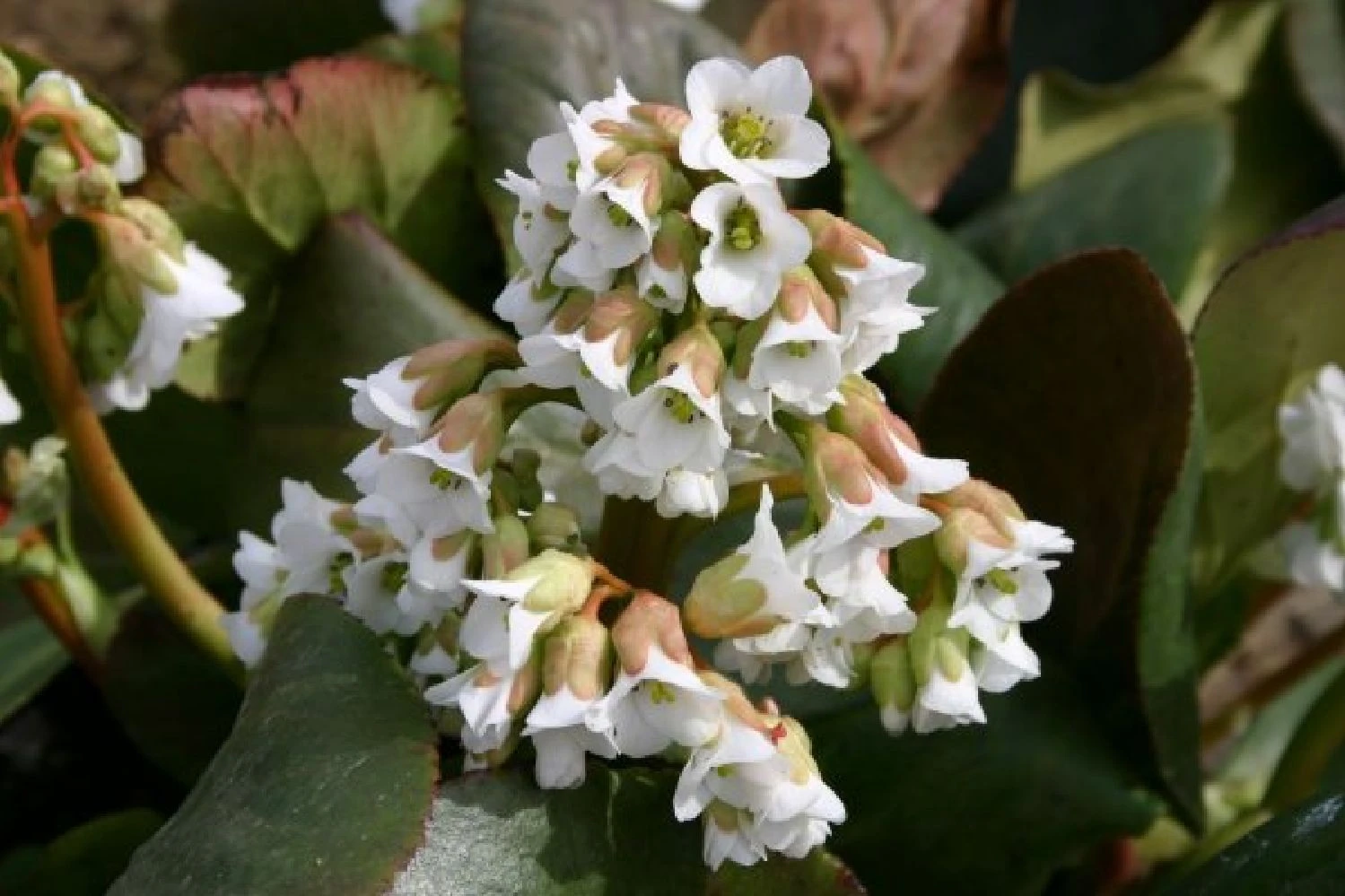 Edler Empfang (Idee Für Den Vorgarten) 7 Edler Empfang (Idee Für Den Vorgarten) – Bild 5