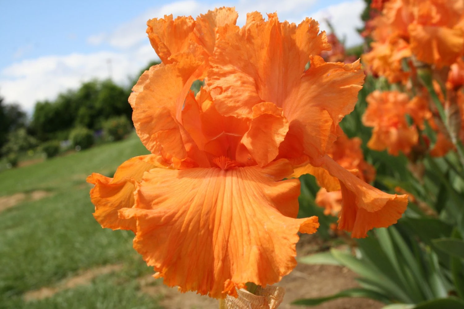 Iris Barbata-Elatior 'Coup De Soleil' (Hohe Bartschwertlilie) 3 Iris Barbata-Elatior 'Coup De Soleil' (Hohe Bartschwertlilie)