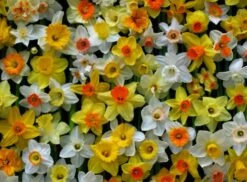 Narzissen-Mix 'Narzissen Festival' (Osterglocken-Mix)