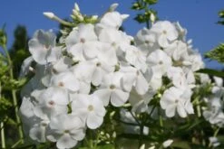 Brautzauber (Ein Traum In Weiß Und Silber) -Günstiges Pflanzen Land Geschäft 2001208 Brautzauber Ein 20Traum 20in 20Weiss 20und 20Silber 12