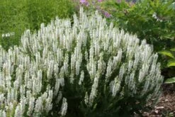 Brautzauber (Ein Traum In Weiß Und Silber) -Günstiges Pflanzen Land Geschäft 2001208 Brautzauber Ein 20Traum 20in 20Weiss 20und 20Silber 13