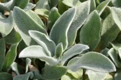 Brautzauber (Ein Traum In Weiß Und Silber) -Günstiges Pflanzen Land Geschäft 2001208 Brautzauber Ein 20Traum 20in 20Weiss 20und 20Silber 14