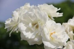 Brautzauber (Ein Traum In Weiß Und Silber) -Günstiges Pflanzen Land Geschäft 2001208 Brautzauber Ein 20Traum 20in 20Weiss 20und 20Silber 15