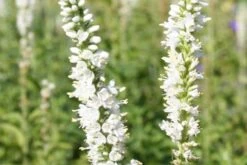 Brautzauber (Ein Traum In Weiß Und Silber) -Günstiges Pflanzen Land Geschäft 2001208 Brautzauber Ein 20Traum 20in 20Weiss 20und 20Silber 16