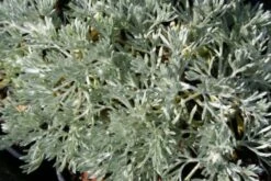 Brautzauber (Ein Traum In Weiß Und Silber) -Günstiges Pflanzen Land Geschäft 2001208 Brautzauber Ein 20Traum 20in 20Weiss 20und 20Silber 3