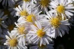 Brautzauber (Ein Traum In Weiß Und Silber) -Günstiges Pflanzen Land Geschäft 2001208 Brautzauber Ein 20Traum 20in 20Weiss 20und 20Silber 4