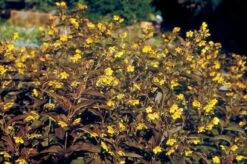 Indian Summer (Weite Welt-Kollektion) 27 Indian Summer (Weite Welt-Kollektion) -Günstiges Pflanzen Land Geschäft 2001457 Indian 20Summer Weite 20Welt Kollektion 11