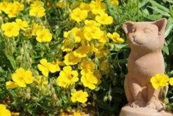 Indian Summer (Weite Welt-Kollektion) 23 Indian Summer (Weite Welt-Kollektion) -Günstiges Pflanzen Land Geschäft 2001457 Indian 20Summer Weite 20Welt Kollektion 7