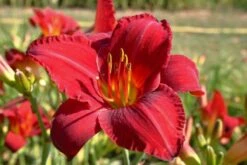 Indian Summer (Weite Welt-Kollektion) 25 Indian Summer (Weite Welt-Kollektion) -Günstiges Pflanzen Land Geschäft 2001457 Indian 20Summer Weite 20Welt Kollektion 9