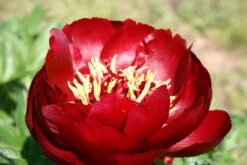 Paeonia Lactiflora 'Buckeye Belle' (Staudenpfingstrose)