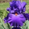 Iris Barbata-Elatior 'Paul Black' (Hohe Bartschwertlilie) -Günstiges Pflanzen Land Geschäft 2001580 Iris 20Barbata Elatior 20Paul 20Black Hohe 20Bartschwertlilie 1 97ff152e b325 4a2f b05b eda2e325ee7e