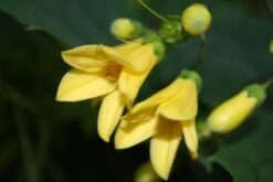 Fernöstlicher Traum (Ein Hauch Von Japan Im Eigenen Garten) 26 Fernöstlicher Traum (Ein Hauch Von Japan Im Eigenen Garten) -Günstiges Pflanzen Land Geschäft 2001632 Fernoestlicher 20Traum Ein 20Hauch 20von 20Japan 20im 20eigenen 20Garten 10