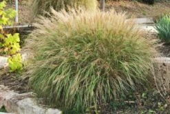 Fernöstlicher Traum (Ein Hauch Von Japan Im Eigenen Garten) 27 Fernöstlicher Traum (Ein Hauch Von Japan Im Eigenen Garten) -Günstiges Pflanzen Land Geschäft 2001632 Fernoestlicher 20Traum Ein 20Hauch 20von 20Japan 20im 20eigenen 20Garten 11