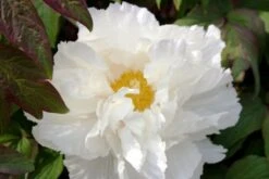 Fernöstlicher Traum (Ein Hauch Von Japan Im Eigenen Garten) 29 Fernöstlicher Traum (Ein Hauch Von Japan Im Eigenen Garten) -Günstiges Pflanzen Land Geschäft 2001632 Fernoestlicher 20Traum Ein 20Hauch 20von 20Japan 20im 20eigenen 20Garten 13