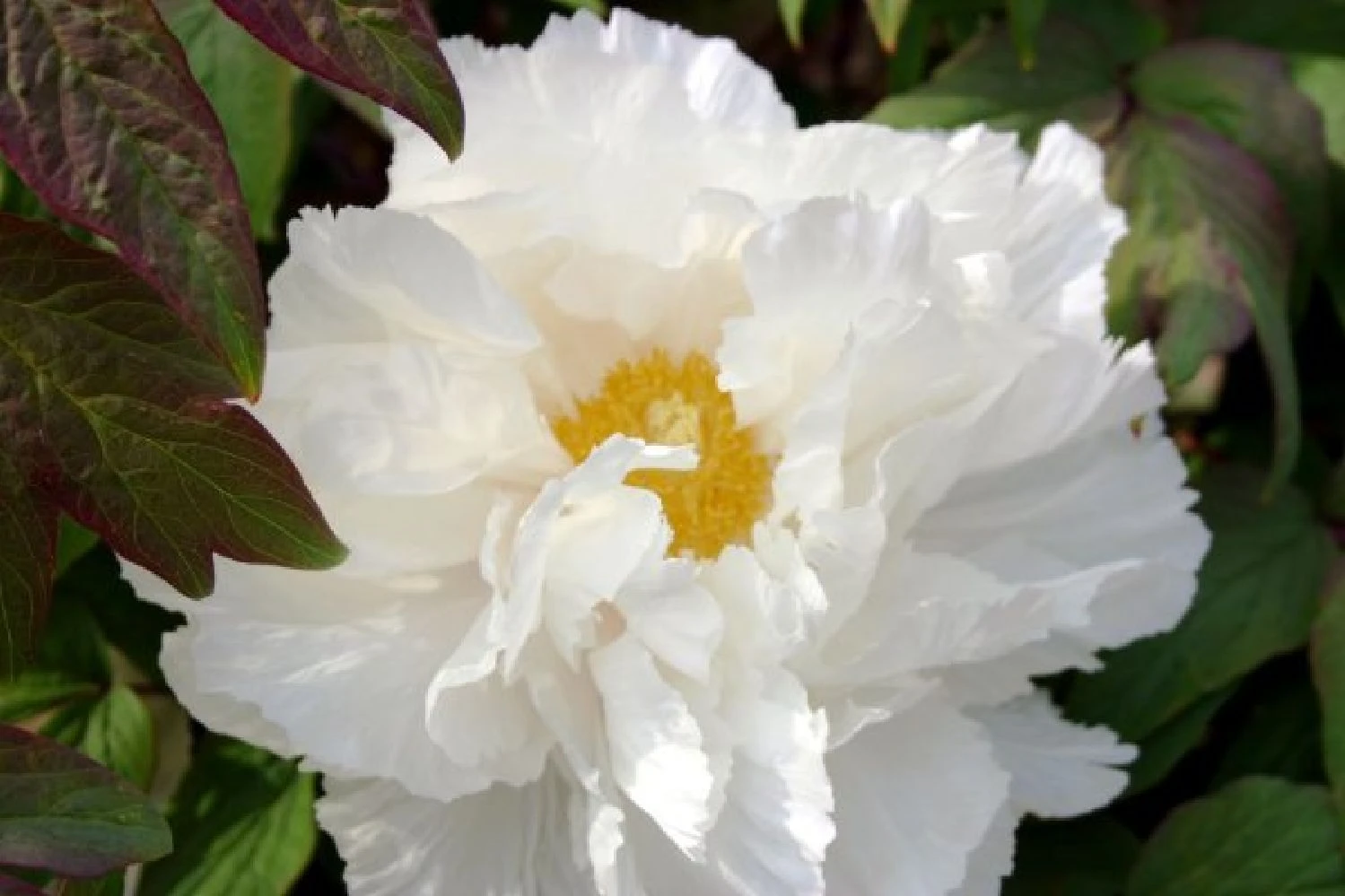 Fernöstlicher Traum (Ein Hauch Von Japan Im Eigenen Garten) 15 Fernöstlicher Traum (Ein Hauch Von Japan Im Eigenen Garten) – Bild 13