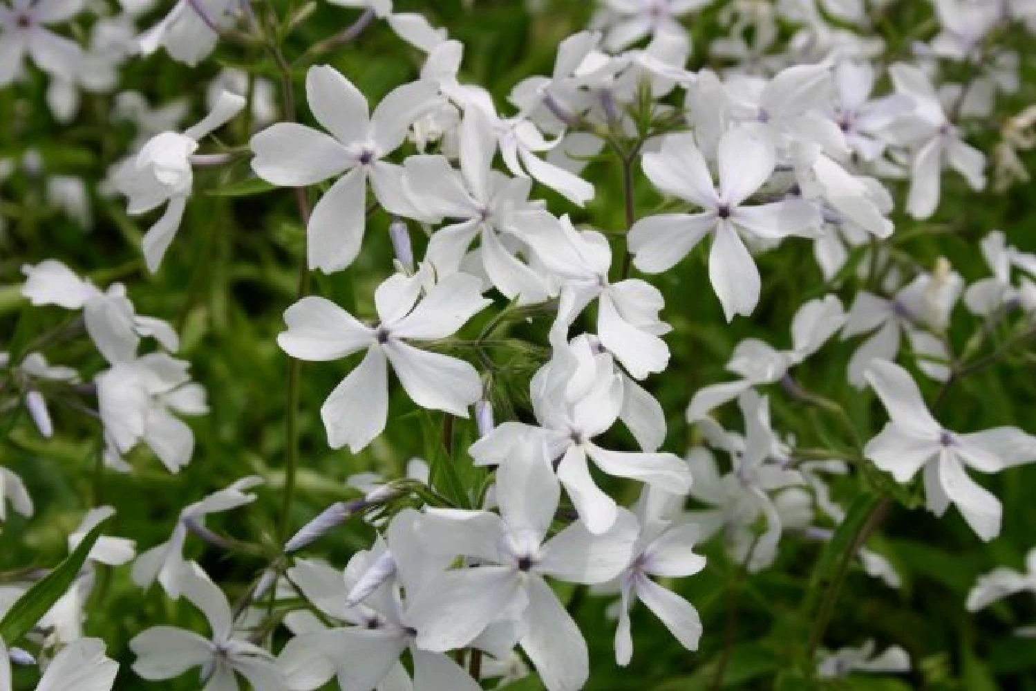 Fernöstlicher Traum (Ein Hauch Von Japan Im Eigenen Garten) 16 Fernöstlicher Traum (Ein Hauch Von Japan Im Eigenen Garten) – Bild 14