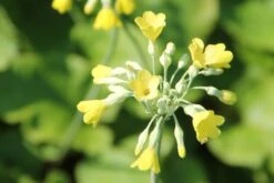Fernöstlicher Traum (Ein Hauch Von Japan Im Eigenen Garten) 31 Fernöstlicher Traum (Ein Hauch Von Japan Im Eigenen Garten) -Günstiges Pflanzen Land Geschäft 2001632 Fernoestlicher 20Traum Ein 20Hauch 20von 20Japan 20im 20eigenen 20Garten 15